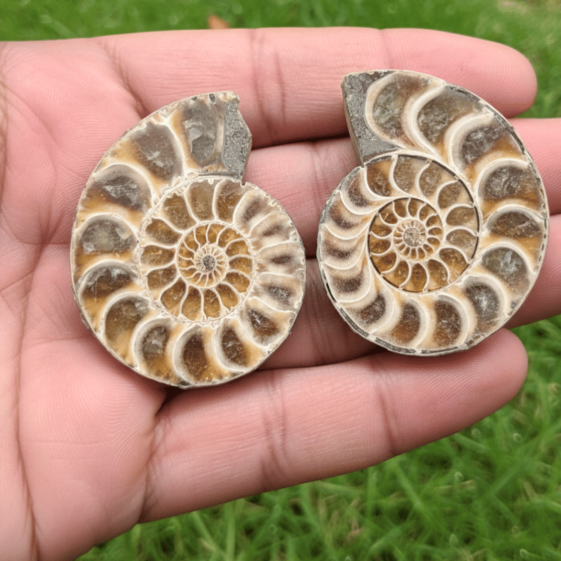 ammonite crystal pair for calm grounding energy