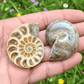 ammonite pair for grounding and balance