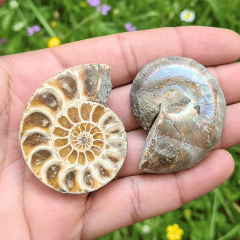 ammonite pair for grounding and balance